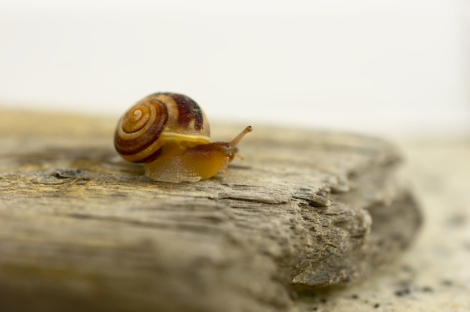 Pflanzenschutz Hausmittel Gartengestaltung Ziegler - Ihr Gärtner im Passauer Land