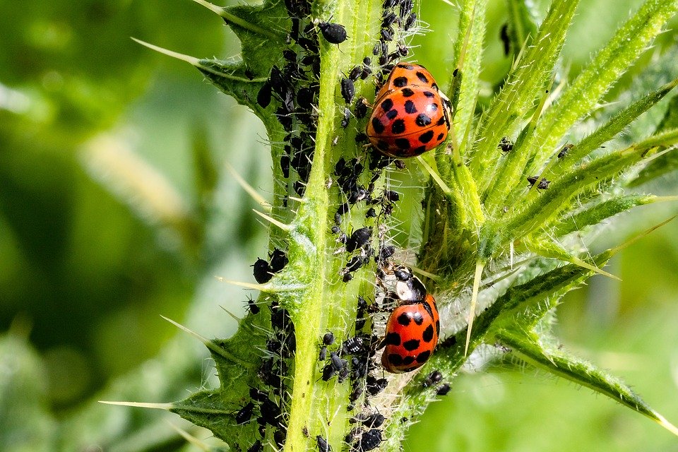 Pflanzenschutz Nützlinge Gartengestaltung Ziegler - Ihr Gärtner im Passauer Land