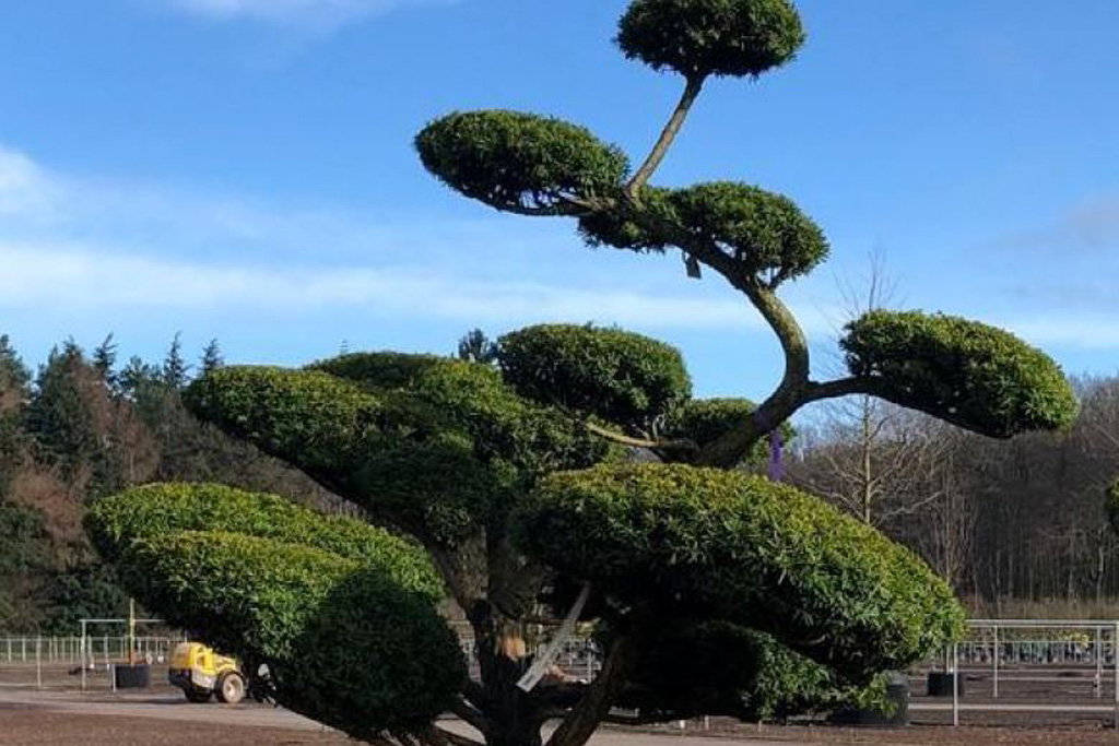 Formschnittgehölze Gartengestaltung Ziegler - Ihr Gärtner im Passauer Land