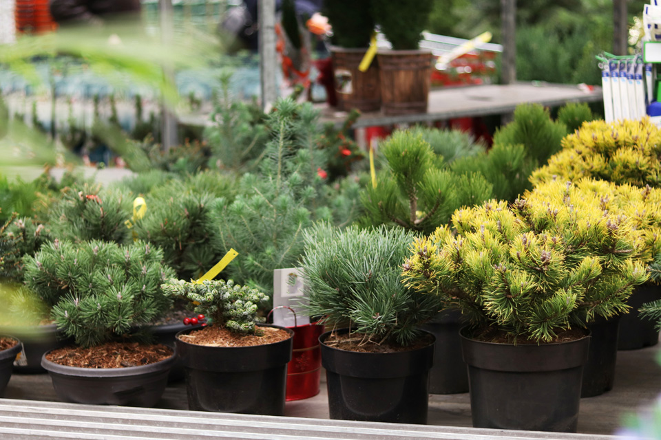 Pflanzenverkauf Gartengestaltung Ziegler - Ihr Gärtner im Passauer Land